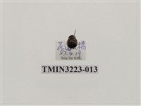 藏品(七星瓢蟲)的圖片